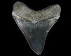 Fossil Megalodon Tooth - Georgia #66095-2